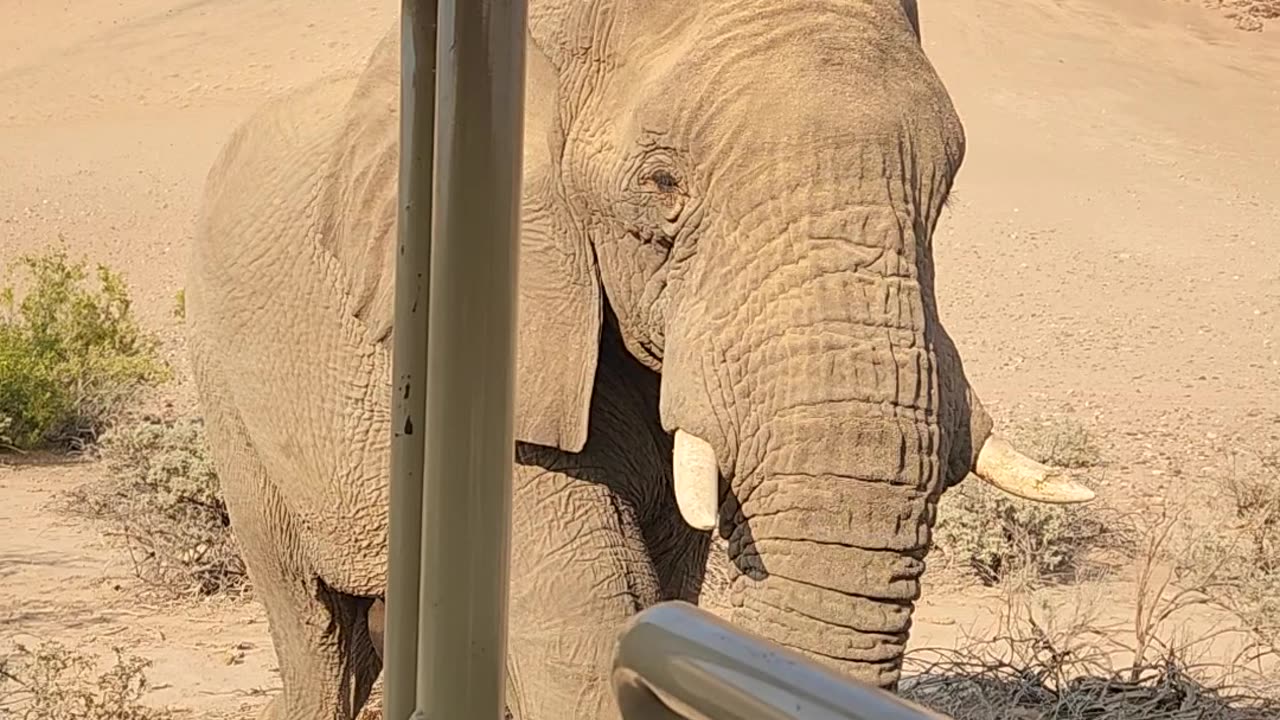 There's an Elephant on My Hood!