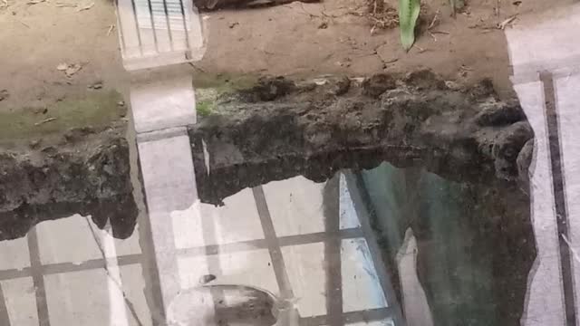 Dangerous snake