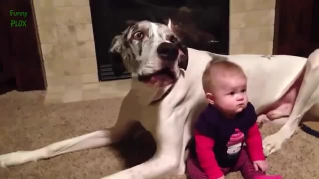 Best Funny dogs And baby vedio