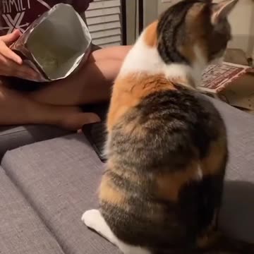 cat video