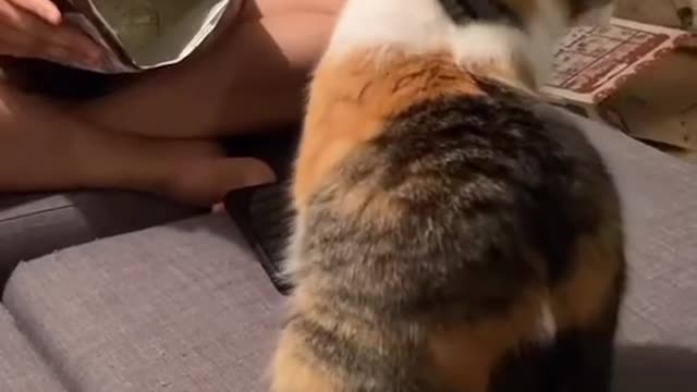 cat video