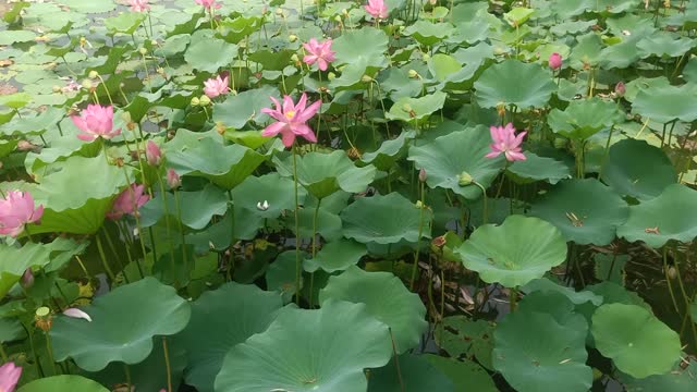 These lotus leaves have a lot of lotus flowers