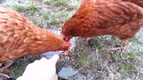 Chickens eat