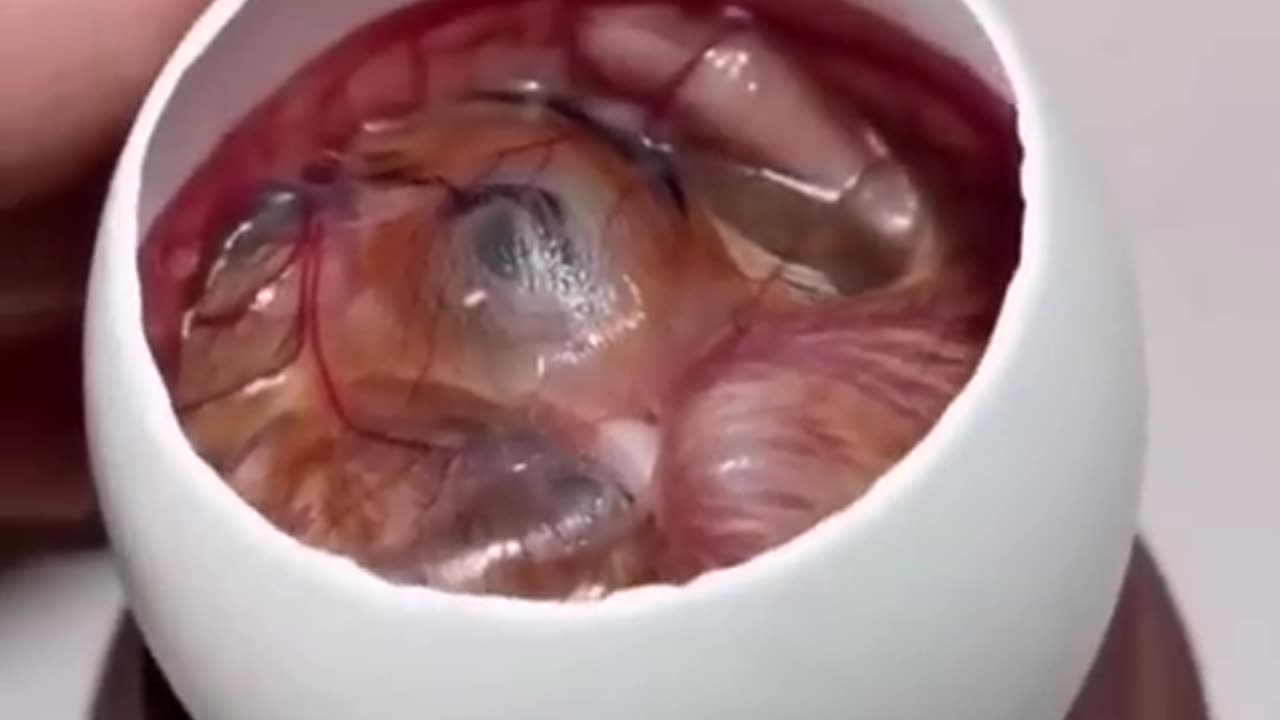 How A Chick Born From A Egg 🐣 - Interesting Video