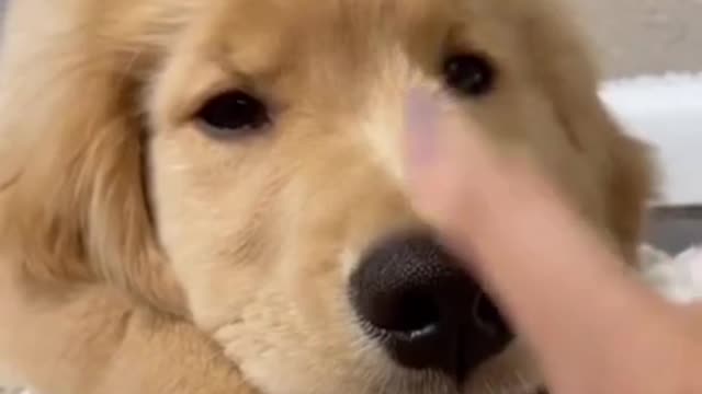 CUTE FUNNY DOG 🐶🐕 TRY NOT TO LAUGH