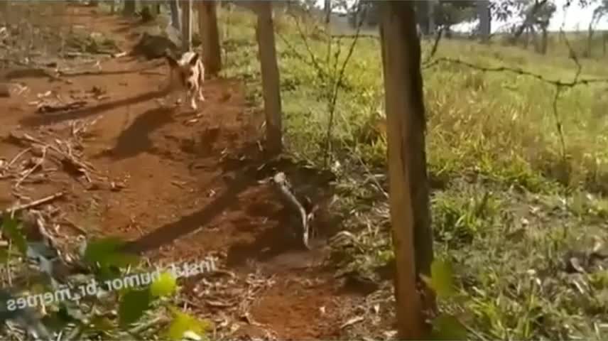 Dog Runs Away In Fear Of Lizard