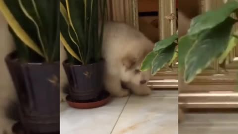 Cute puppy🐶 video.