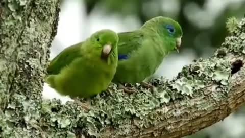 Beautiful birds and wonderful nature