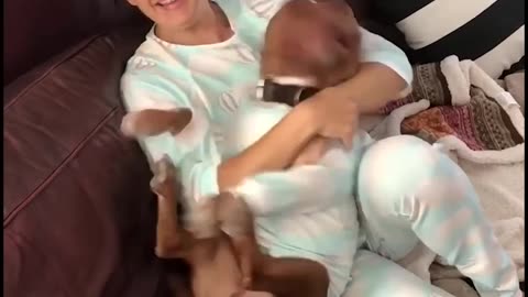 Pet cuddles Furever