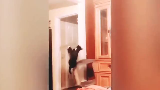 Funny cats doing funny things by cats