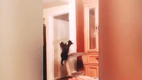 Funny cats doing funny things by cats