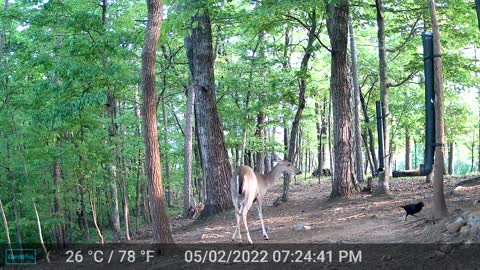 The Woods - 05/03/2022