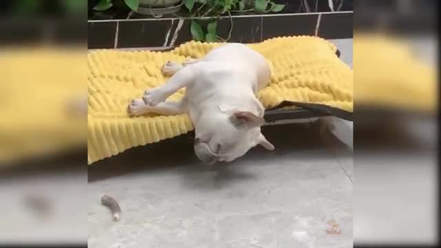 Dog funny video