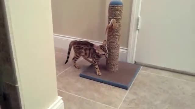 Bengal Kitten Stuck In The Tub