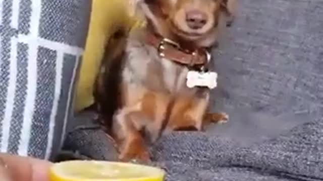 dog eating lemon