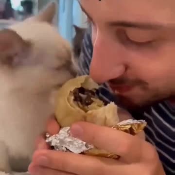 Cute and Fanny cat videos