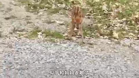 Big ear rabbit and sika deer baby