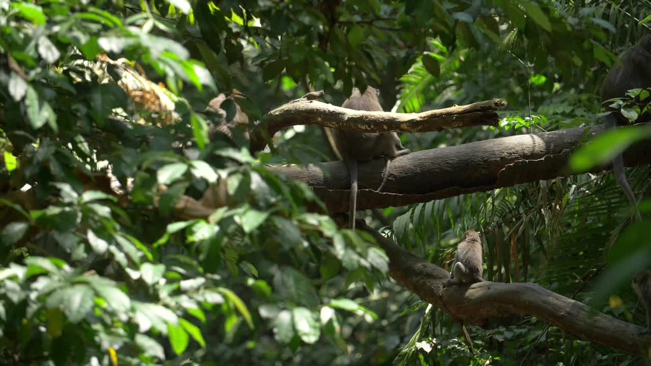 animal-nature8