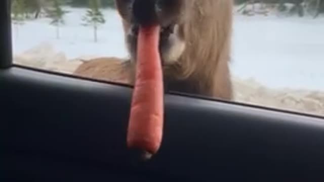 Giving Deer a Carrot in Canada