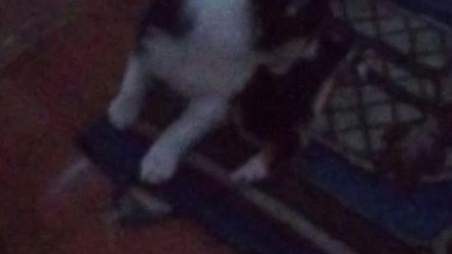 Bulldog love 😂🤣