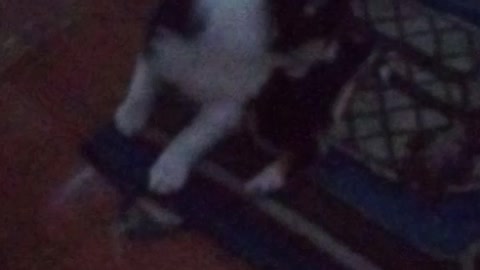 Bulldog love 😂🤣