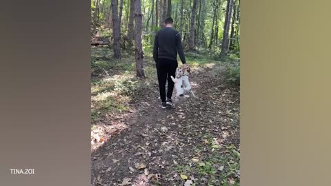 "Cute & Comical: Best Funny Animal Videos Ever"