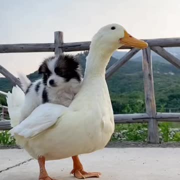 Cutest video, duck & dog