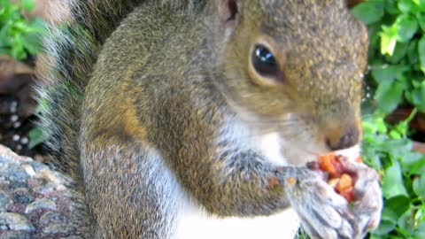 A Squirrel Eating Nuts