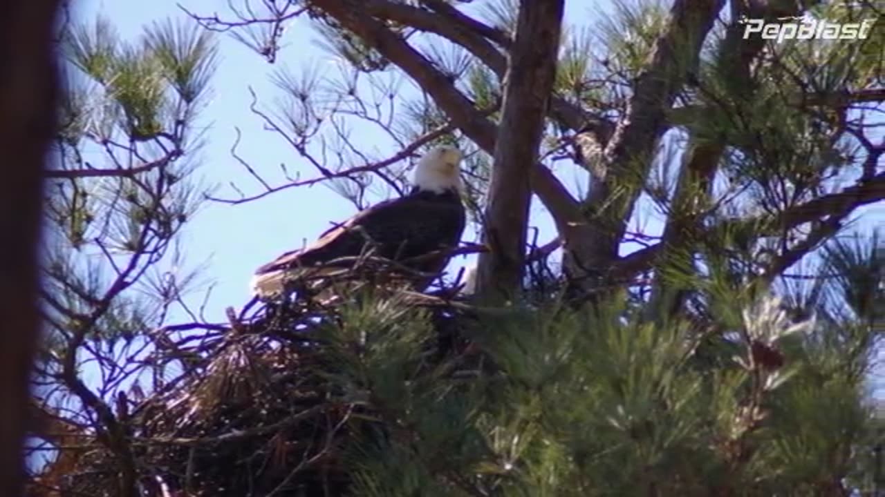 Beautiful Bald Eagles