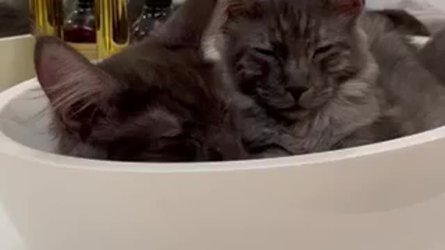 Young maine coons - best place to sleep :)