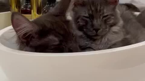 Young maine coons - best place to sleep :)