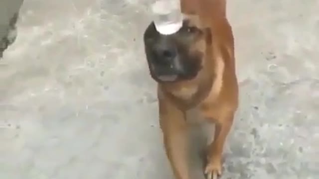 Hats off to this amazing dog must-see