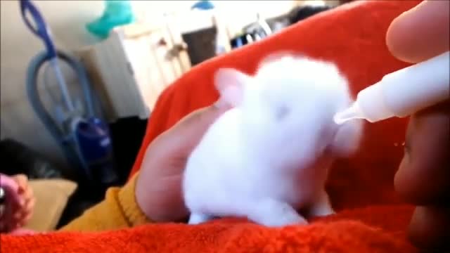 Funny and Cute Baby Bunny Rabbit Videos - Baby Animal Video Compilation (2021) rap coelho