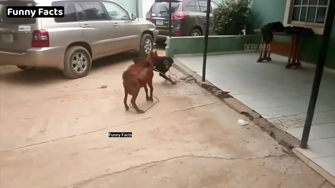 Funny moment. funny clips
