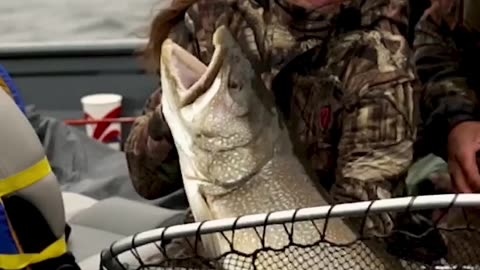 Driven Hunter GIANT LAKE TROUT 35lbs!