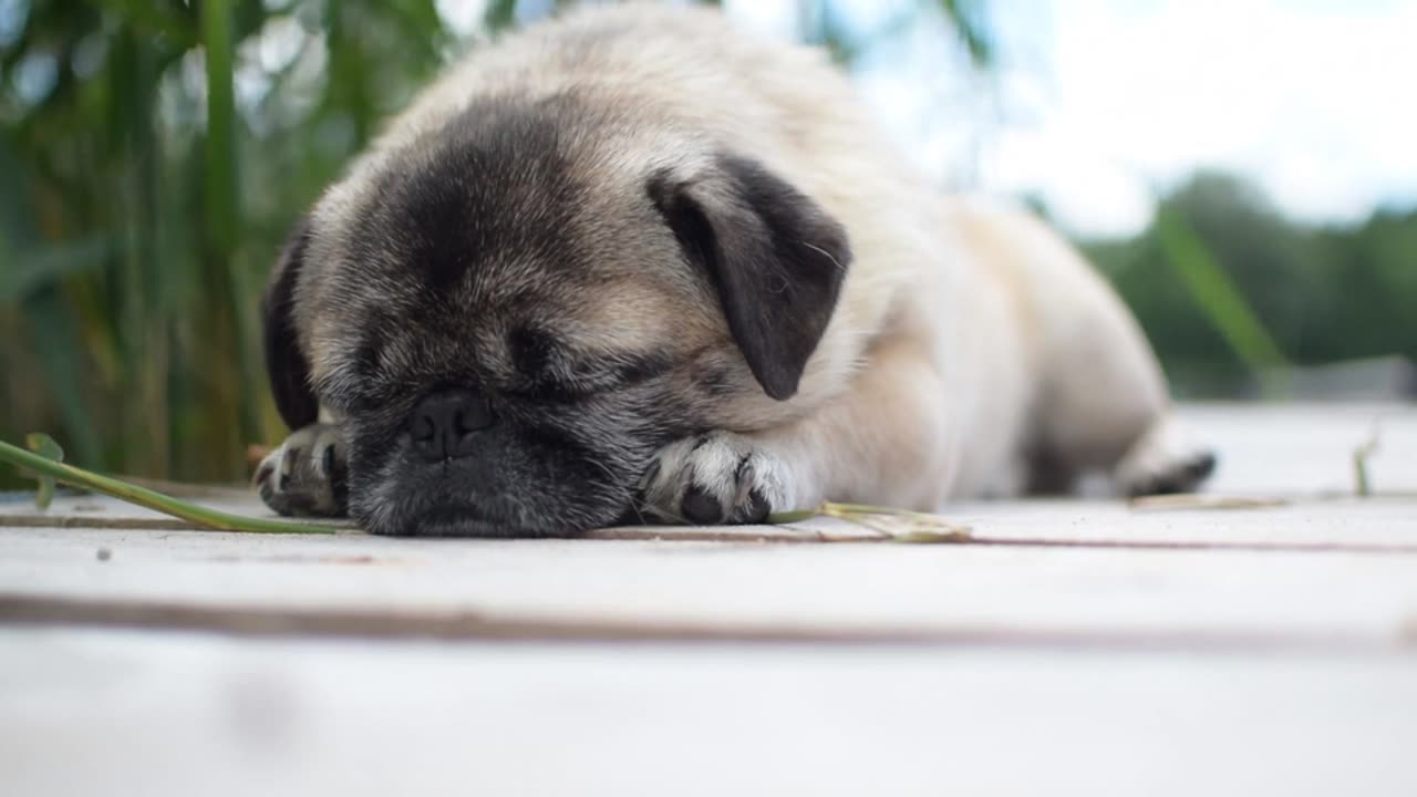 PUppy Resting