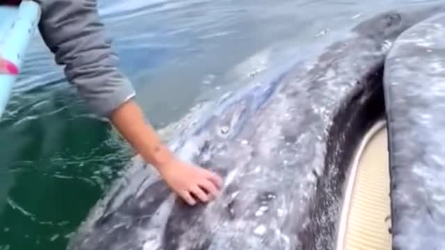 Whale Greets Onlookers