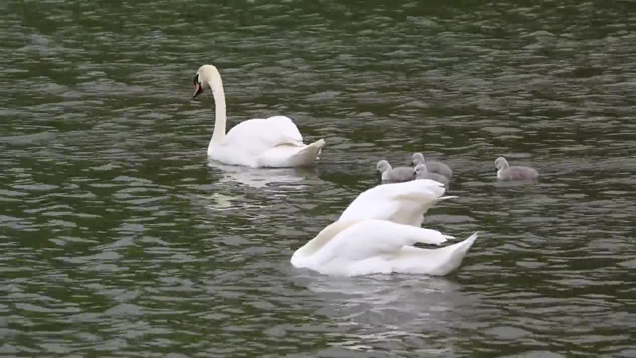 The most beautiful birds swim in the lake