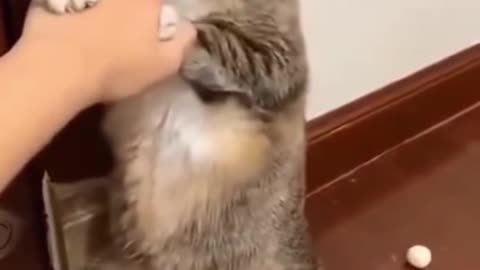 Cute cat reaction 😘😘😻😻