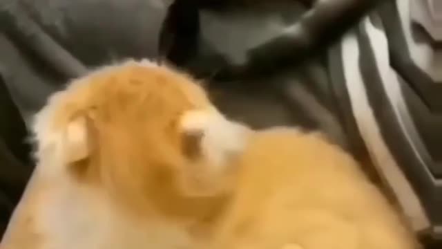 Funny cats