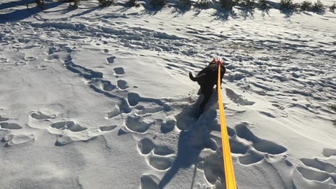 Two happy dogs