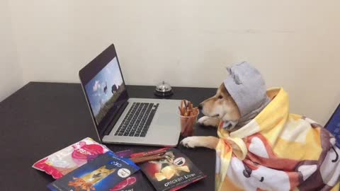 Shiba Inu watches TV shows like a human!