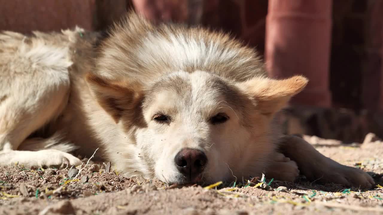 Dog lies and moves its ears. Dog from Sinai, Egypt