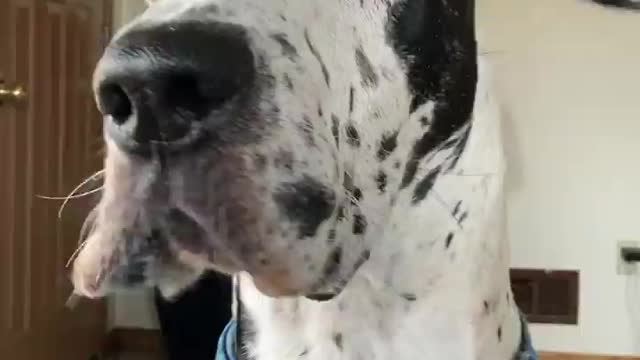 Blue Great Dane Dog Funny Videos 155 - The Great Dane Puppies Video - Great Dane Compilation