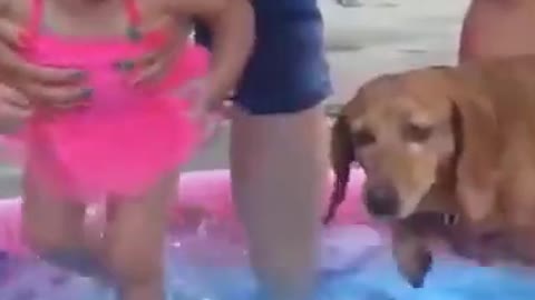 kid n dog swim