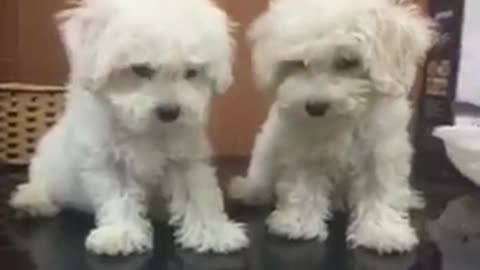 Bichon| Two little Bichon