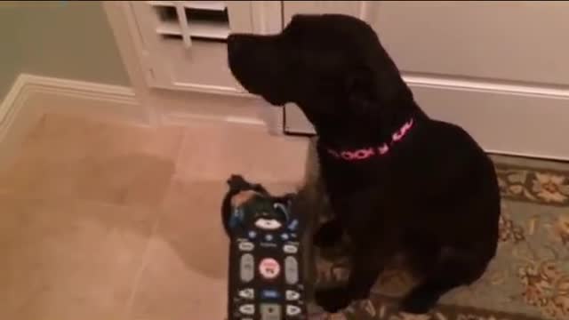 Very funny dog 🐕 video 😂