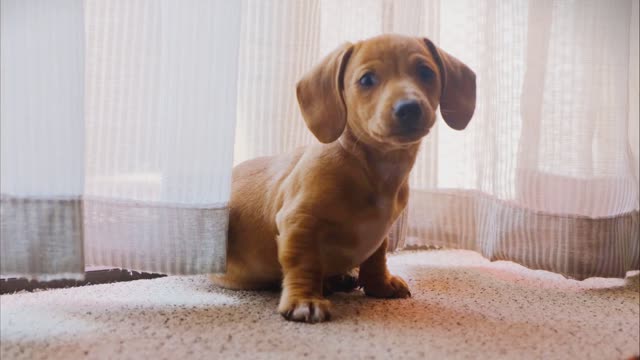 The most beautiful dog you see in your life