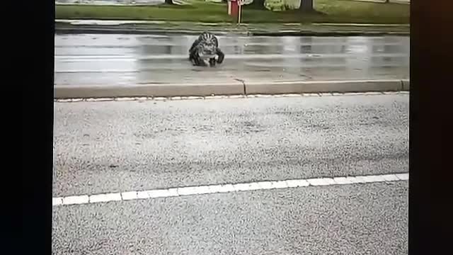 Ally the alligator crossing the street.. He's only got 3 feets.. YIKES!!!