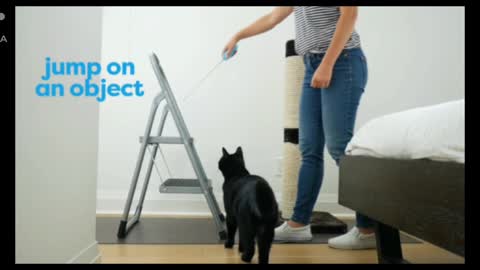 Tricks to teach your cat